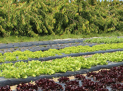 农业用全生物降解地膜应用案例